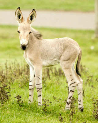 Illustration for article titled ZOMG BABY SOMALI WILD ASS FOALS! & Immature Fun With Punctuation